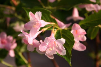 Weigela florida 'Nana Variegata' - Buntblättrige Weigelie