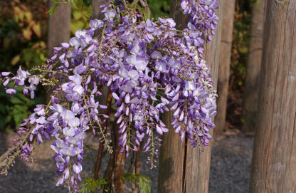 Wisteria sinensis 'Prolific' - Chinesischer Blauregen 'Prolific'