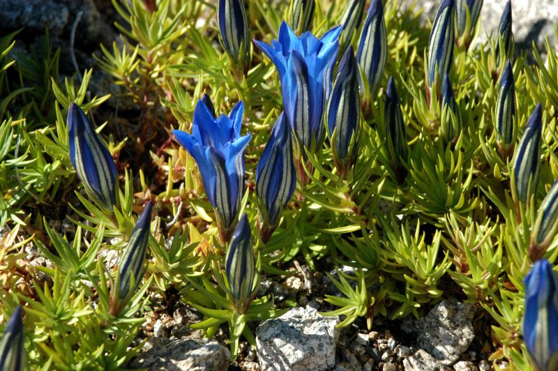 Gentiana sino-ornata - Chinesischer Herbst-Enzian