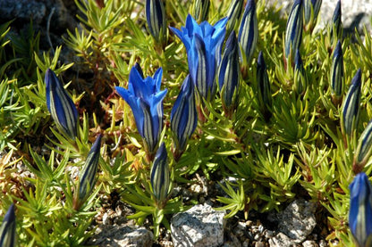 Gentiana sino-ornata - Chinesischer Herbst-Enzian
