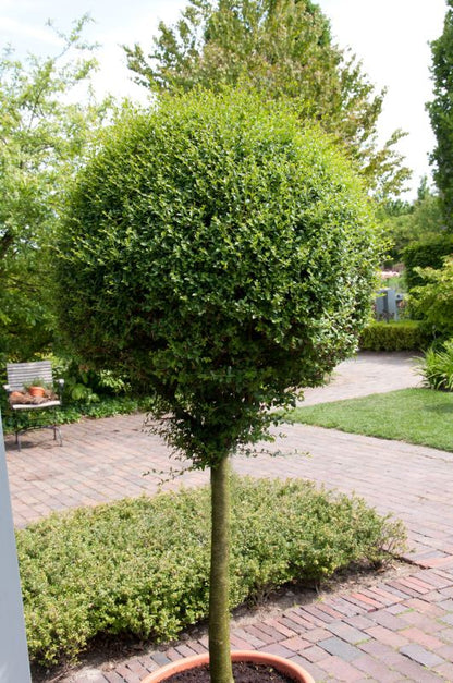 Ligustrum delavayanum - Delavays Liguster