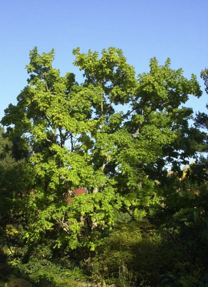 Phellodendron amurense - Echter Korkbaum