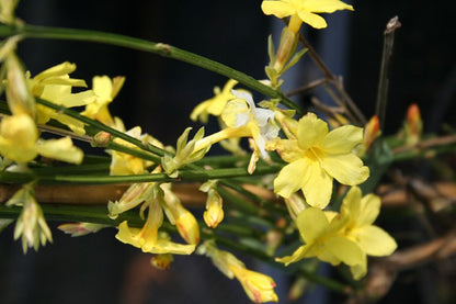 Jasminum nudiflorum - Echter Winter-Jasmin