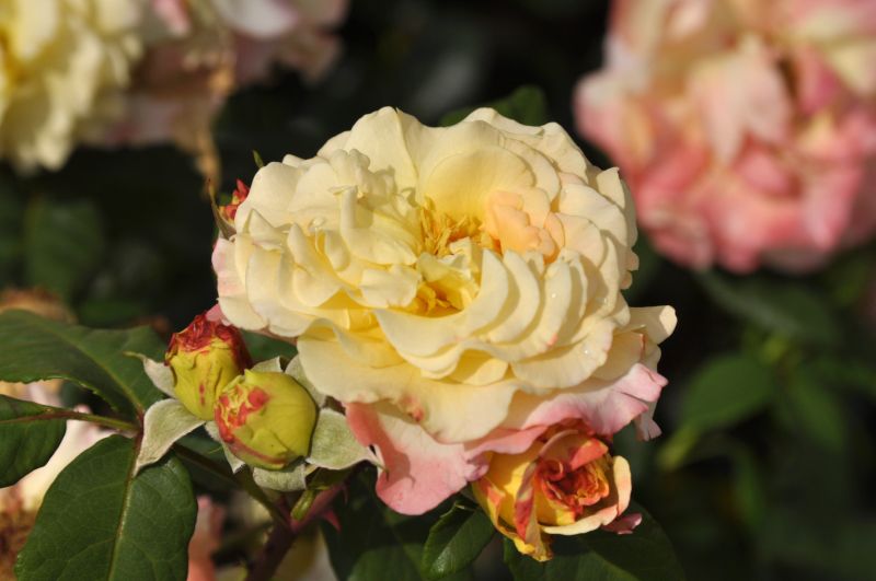 Rosa 'Aquarell' TH - Edelrose 'Aquarell'