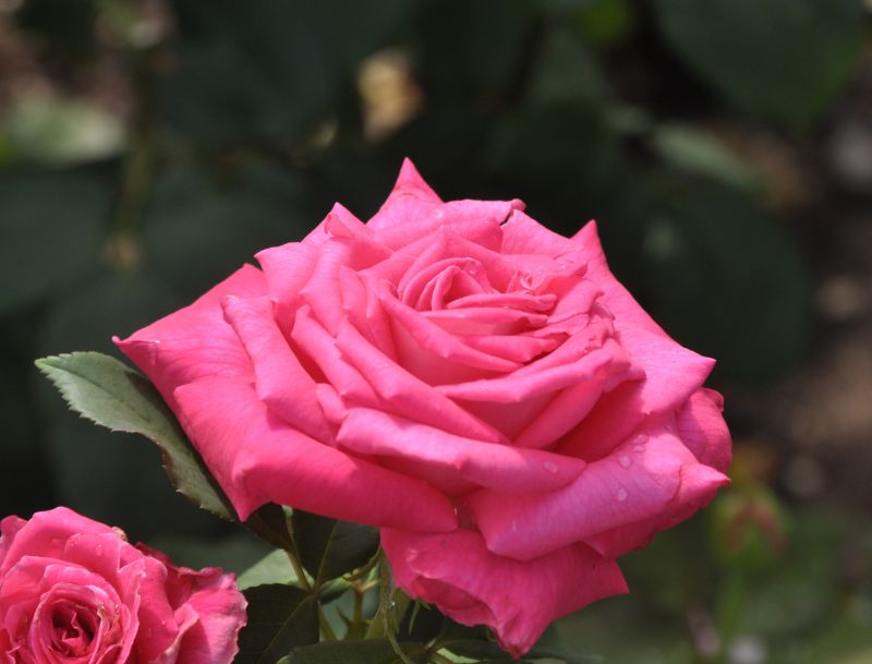 Rosa 'Mainauduft' ® TH - Edelrose 'Mainauduft' ®