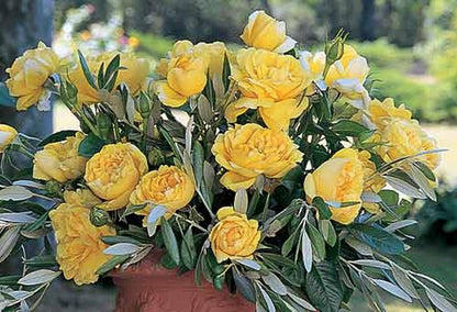 Rosa 'Michelangelo' ® TH - Edelrose 'Michelangelo' ®