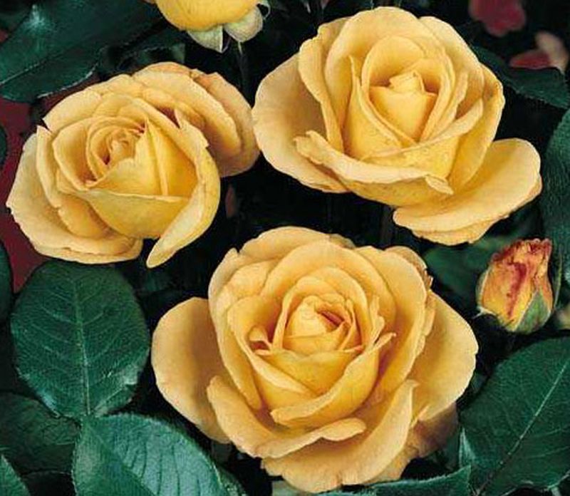 Rosa 'Whisky' ® TH - Edelrose 'Whisky' ®