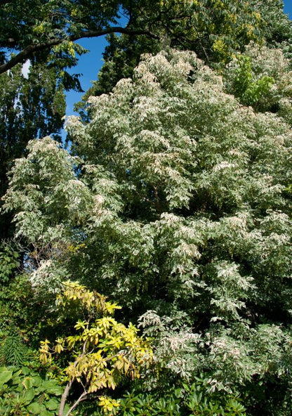 Acer negundo 'Flamingo' - Eschenahorn 'Flamingo'
