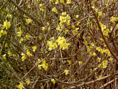 Forsythia ovata 'Tetragold' - Forsythie 'Tetragold'