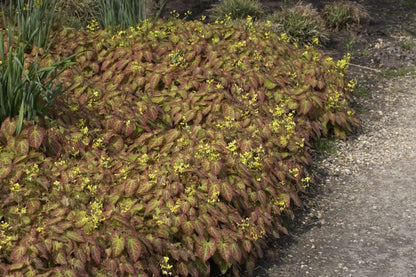 Epimedium x perralchicum 'Frohnleiten' - Frohnleiten-Garten-Elfenblume