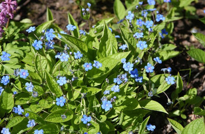Omphalodes verna - Frühlings-Gedenkemein