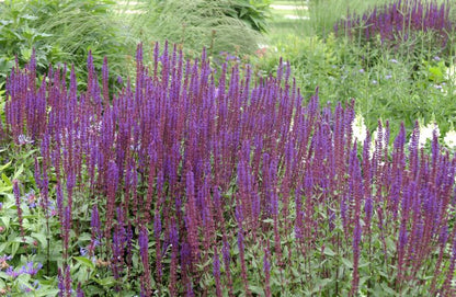 Salvia nemorosa 'Caradonna' - Garten-Blüten-Salbei 'Caradonna'