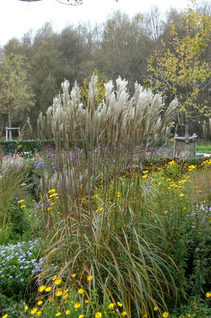 Miscanthus sinensis 'Malepartus' - Garten-Chinaschilf 'Malepartus'