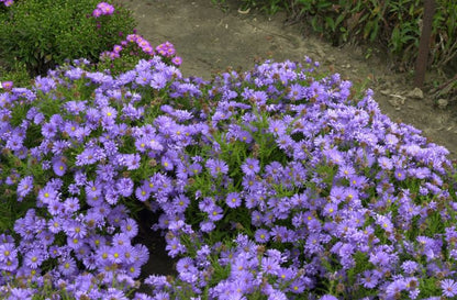 Aster dumosus 'Mittelmeer' - Garten-Kissen-Aster Mittelmeer