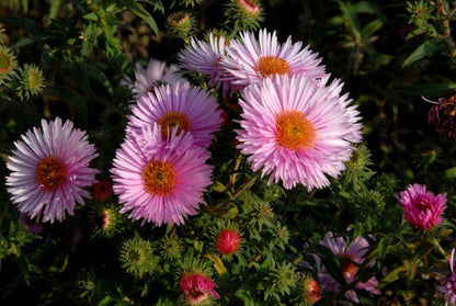 Aster novae-angliae 'Rosa Sieger' - Garten-Raublatt-Aster Rosa Sieger