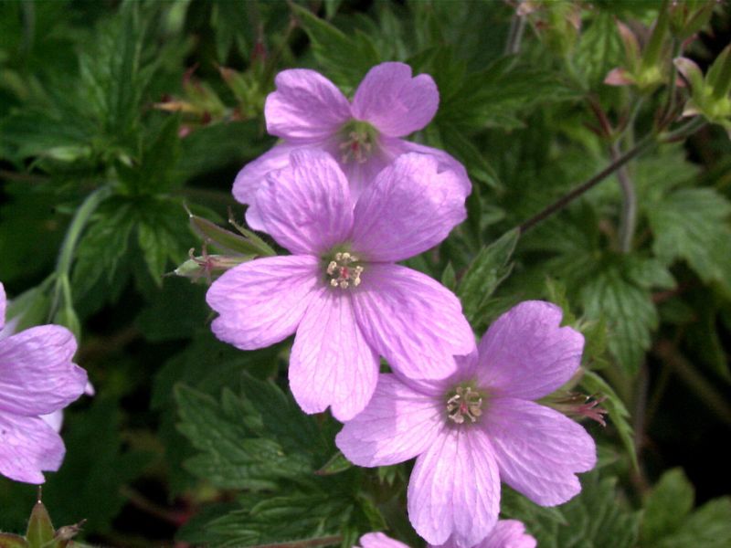 Geranium macrorrhizum 'Spessart' - Garten-Storchschnabel Spessart