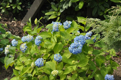 Hydrangea macr.'Endless Summer' ® - Gartenhortensie 'Endless Summer'
