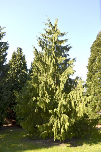 Chamaecyparis lawsoniana 'Glauca Spek' - Gartenzypresse 'Glauca Spek'