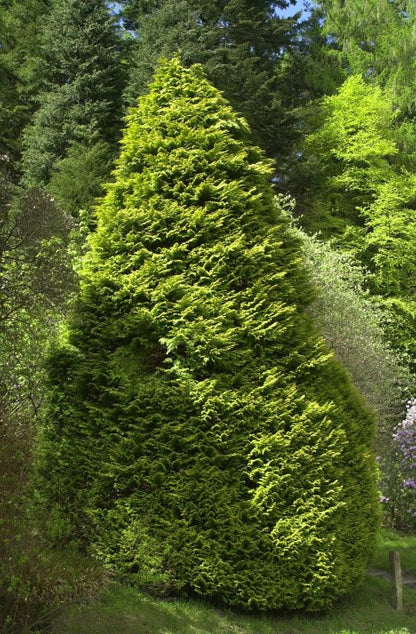 Chamaecyparis lawsoniana 'Lane' - Gartenzypresse 'Lane'