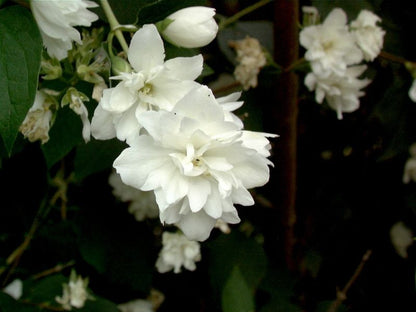 Philadelphus 'Schneesturm' - Gefüllter Gartenjasmin 'Schneesturm'