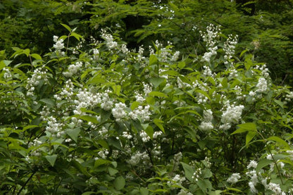 Deutzia scabra 'Candidissima' - Gefüllter Sternchenstrauch 'Candidissima'