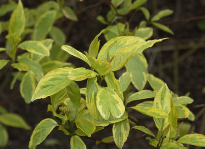 Cornus alba 'Spaethii' - Gelbbunter Hartriegel