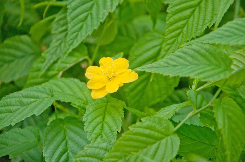 Kerria japonica 'Golden Guinea' - Gelbbunter Ranunkelstrauch 'Golden Guinea'