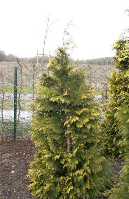 Chamaecyparis lawsoniana 'Kelleriis Gold' - Gelbe Gartenzypresse 'Kelleriis Gold'