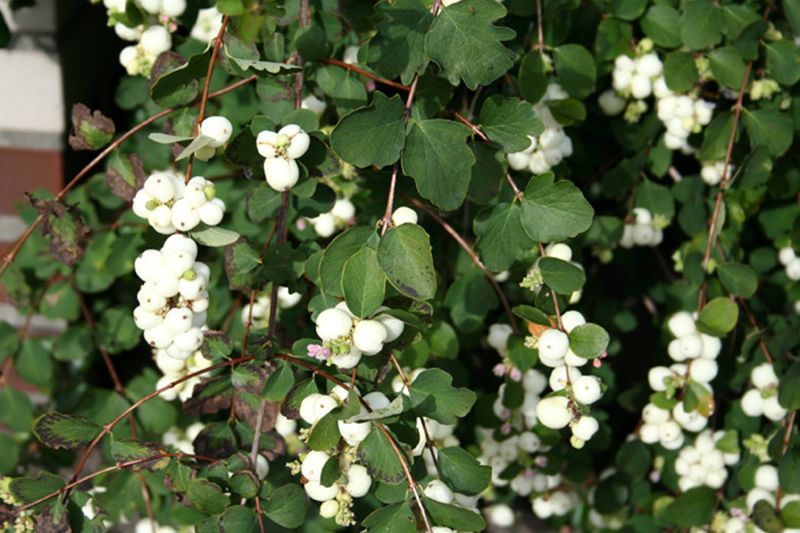 Symphoricarpos albus laevigatus - Gemeine Schneebeere