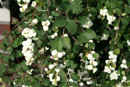 Symphoricarpos albus laevigatus - Gemeine Schneebeere