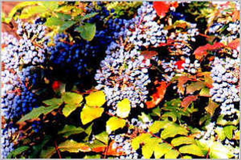 Mahonia aquifolium - Gewöhnliche Mahonie