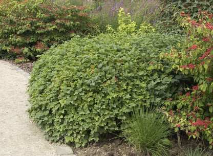 Viburnum opulus 'Nanum' - Gewöhnlicher Schneeball 'Nanum'