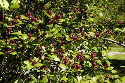 Calycanthus floridus - Gewürzstrauch floridus