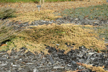 Juniperus horizontalis 'Golden Carpet' - Goldener Teppichwacholder