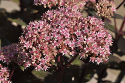 Sedum telephium 'Matrona' - Großes Garten-Fettblatt Matrona