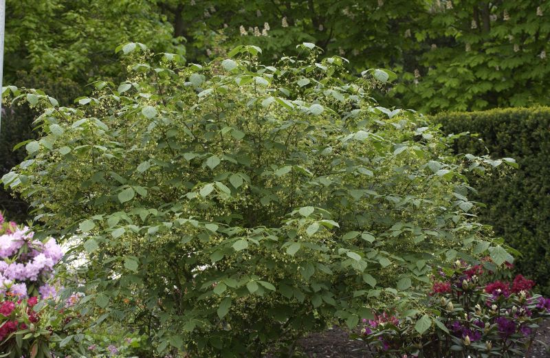Euonymus planipes - Großfr.Pfaffenhütchen
