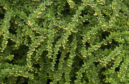 Berberis thunbergii - Grüne Heckenberberitze