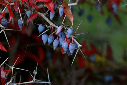 Berberis hookeri - Himalaya-Berberitze