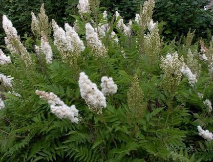 Sorbaria aitchisonii - Hohe Fiederspiere