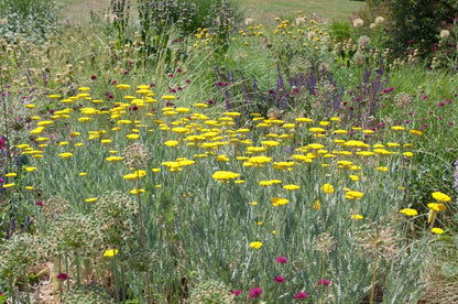Achillea filipendulina 'Coronation Gold' - Hohe Garten-Gold-Garbe Coronation Gold