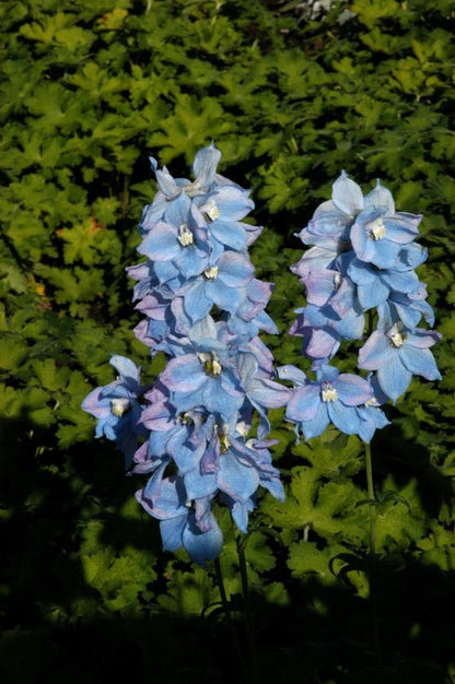 Delphinium x elatum 'Blauwal' - Hoher Garten-Rittersporn