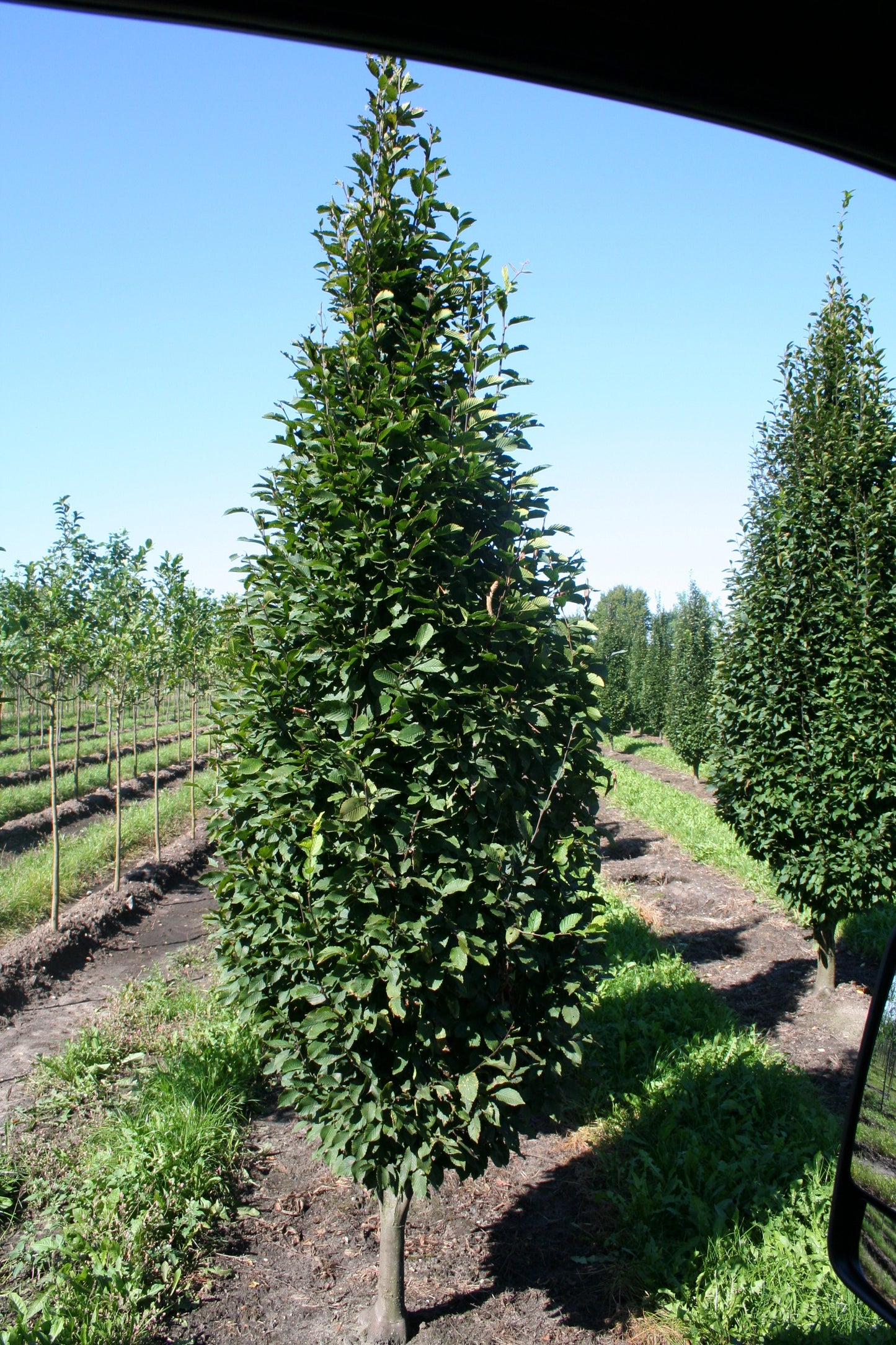 Carpinus betulus 'Fastigiata' - Hainbuche 'Fastigiata' / Pyramiden-Weißbuche