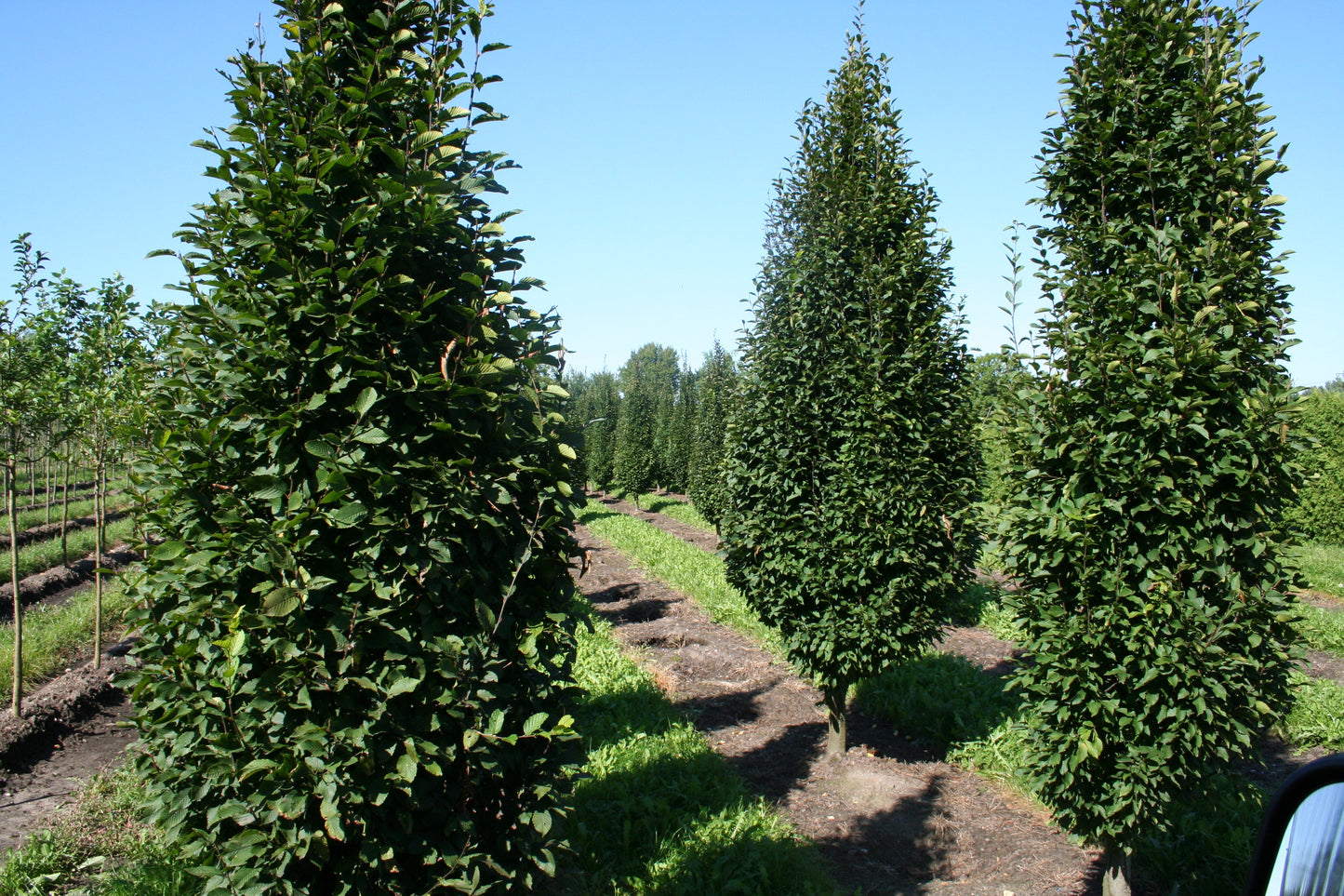Carpinus betulus 'Fastigiata' - Hainbuche 'Fastigiata' / Pyramiden-Weißbuche