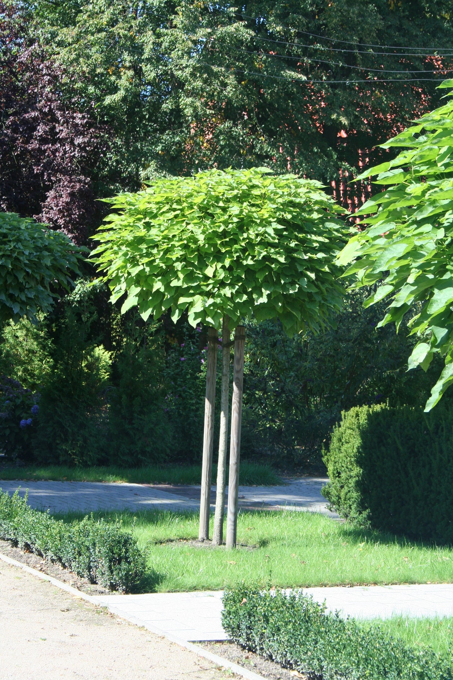 Catalpa bignonioides 'Nana' - Kugel-Trompetenbaum 'Nana'