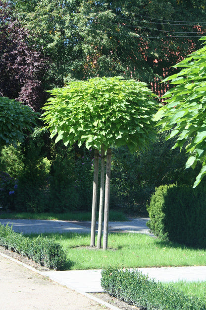 Catalpa bignonioides 'Nana' - Kugel-Trompetenbaum 'Nana'