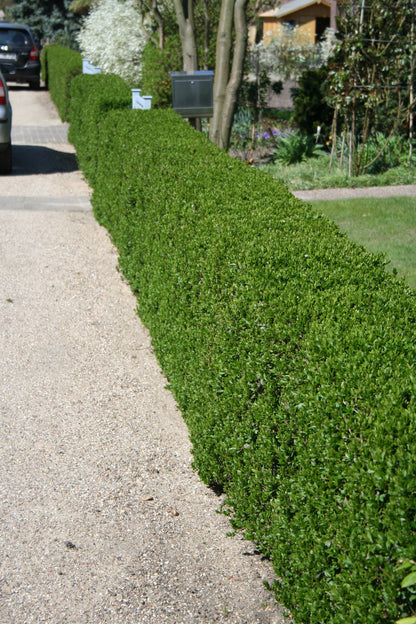 Buxus sempervirens var.arborescens - Buchsbaum / Heckenbuchs