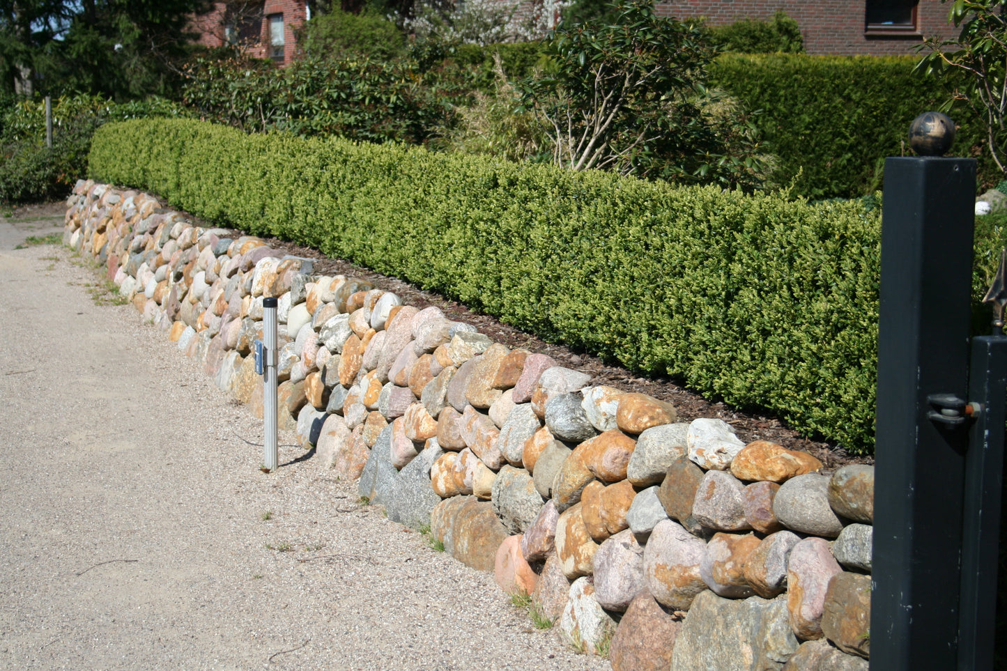 Buxus sempervirens 'Suffruticosa' - Buchsbaum 'Suffruticosa'