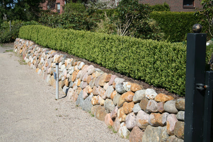 Buxus sempervirens 'Suffruticosa' - Buchsbaum 'Suffruticosa'