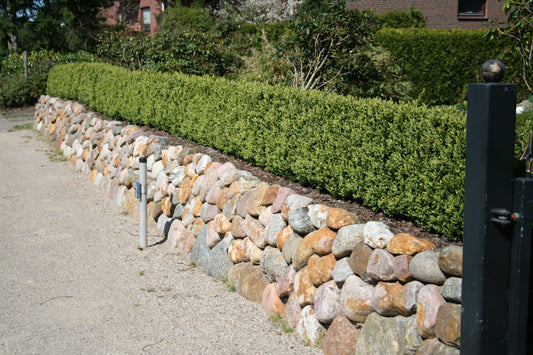 Buxus sempervirens 'Suffruticosa' - Buchsbaum 'Suffruticosa'