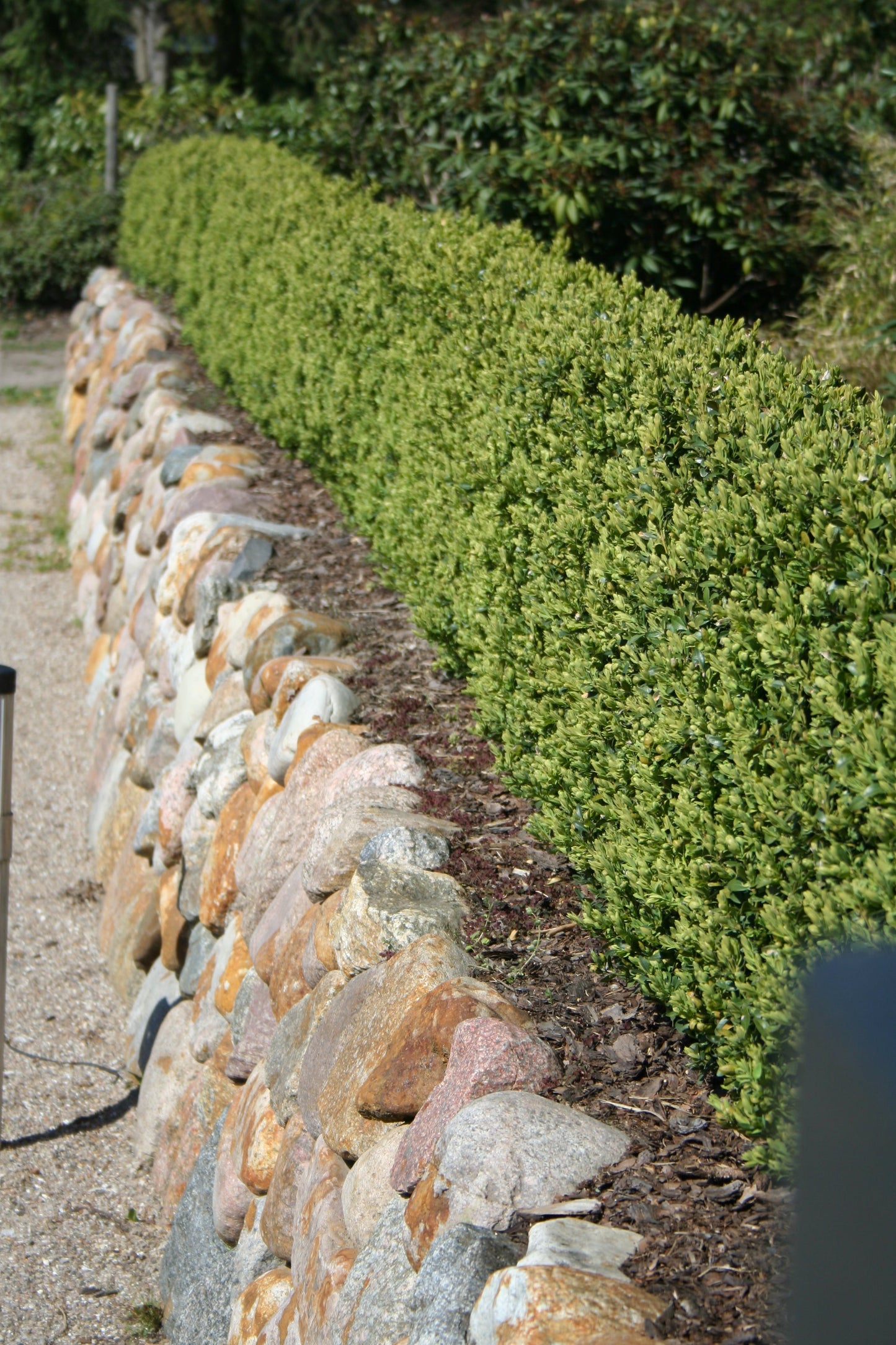 Buxus sempervirens 'Suffruticosa' - Buchsbaum 'Suffruticosa'